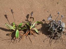 Image result for Linderniella wilmsii