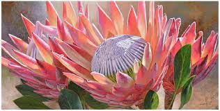 As it happened | proteas. Proteas Von Danie Marais Nwabisa African Art Gemalde Ol Und Acryl