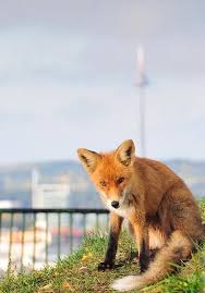 Vytautas Budrevicius Fox In The City Fox Cute Animals Animals