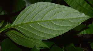 Image result for Ruellia brevifolia