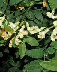 Image result for Dolichos petiolatus