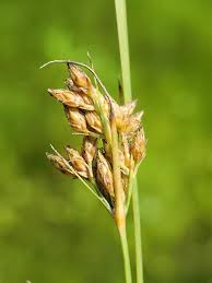 Image result for Vahlia dichotoma