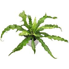 Image result for Asplenium