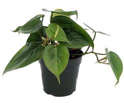 Its unique heart shaped leaves make this plant stand out whilst its adaptability to various conditions enables growers to spend less time. Heart Leaf Philodendron Easiest House Plant To Grow 4 Pot Live Plant Amazon Com Grocery Gourmet Food