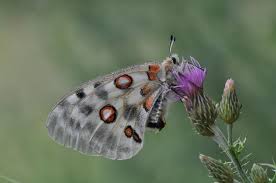 Image result for Parnassius apollo