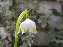Il fiore a forma di vaso è fertile con una normale ovaio capace di sviluppare frutti. Fiore A Forma Di Campana Giardino Foto Gratis Su Pixabay