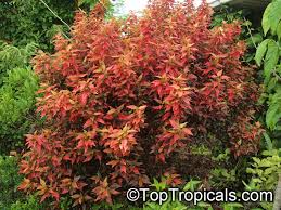 Image result for Acalypha paucifolia