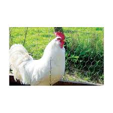 Grillage Triple Torsion Wikilia Fr Dedans Brico Depot Grillage Poule Agencecormierdelauniere Com