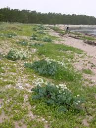 Image result for Crambe kilimandscharica