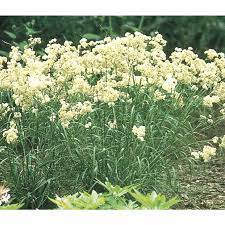 Snowy Woodrush Google Search Yellow Perennials Day Lilies Ornamental Grasses