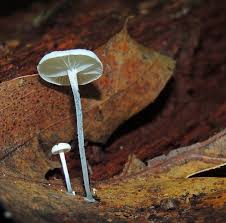 Image result for Marasmius opacus