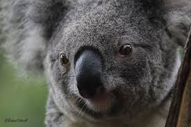 Northern Koala From The Hinterlands Of Brisbane Australian Animals Cute Animals Animals