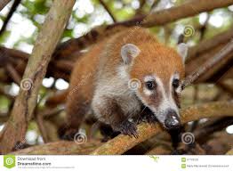 The lion traditional symbolises power, strength, and protection. Mexico Coati Stock Image Image Of Procyonidae Snout 67725025