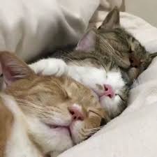 Pin By Lina Doesburg On Meow Cute Cats And Kittens Cute Animals Cute Cats