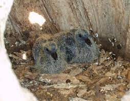 Biography of bosnian serb military leader ratko mladic. Gnezdilnice