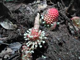 Image result for Thonningia