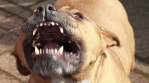 St Ann boy mauled by dogs off for treatment in USA