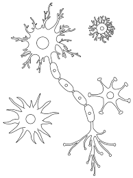 Engage younger kids with columbus day with printable coloring. Pin On Brain Coloring Pages