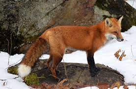 Watch your favourite fox tv shows in the uk on sky, virgin media, talktalk now tv, tvplayer. Creature Feature Red Fox Natural Resources Council Of Maine