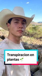 Proceso de Transpiración en Plantas: ¿Lo Conocías?