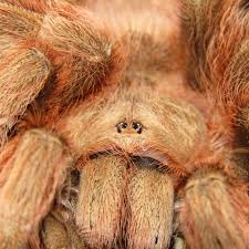 Image result for Spermacoce sphaerostigma