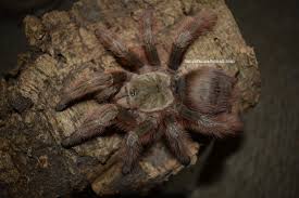 Nhandu tripepii also known as the brazilian giant blonde is a new world terrestrial species of tarantula and today nhandu tripepii is a large terrestrial tarantula with long pinkish setae/hairs all. 0 1 Nhandu Tripepii Tarantula Forum