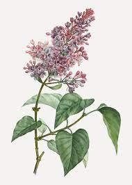Download Pink Lilac Plant For Free Lilac Plant Digital Flowers Plant Vector