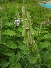 Image result for Crotalaria vasculosa