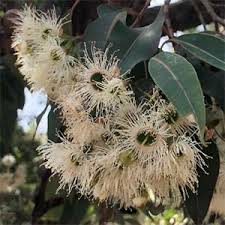 Check spelling or type a new query. Corymbia Ficifolia