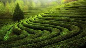Here you will find tons of high quality and beautiful after registration you will have a number of additional features: Free Download Tea Plantation Wallpaper 11 1920 X 1080 Stmednet 1920x1080 For Your Desktop Mobile Tablet Explore 54 Plantation Wallpaper Plantation Wallpaper Carleton V Plantation Wallpaper