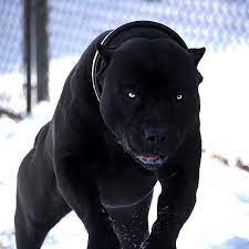 by jacob on instagram kara pitbull a yakisacak bir isim bulabilir misiniz xxldesignerpitbulls fotogr kopek turleri yavru kopek buyuk kopekler