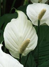 Image result for Araceae