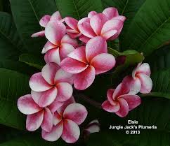 Pin On Plumeria For 2013