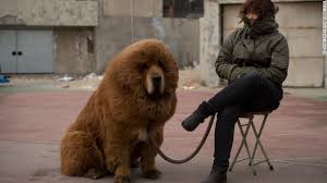 Watch cnn streaming channels featuring anderson cooper, classic larry king interviews, and feature shows covering travel, culture and global news. Chinese Zoo Angers Visitors By Passing Off Tibetan Mastiff Dog As Lion Cnn