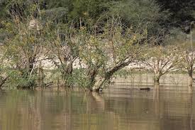 Image result for Aeschynomene elaphroxylon