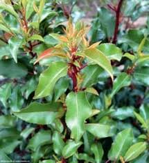 Image result for Komule střídavolisté