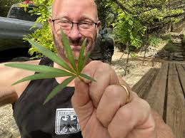 What is this plant and what other colors does it come in?