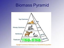 Pyramid Of Number Biomass Ppt Yahoo Image Search Results Biology Teacher Pyramids Biomass