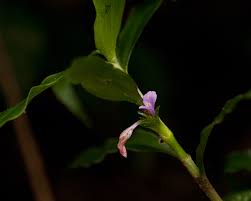 Image result for Coleotrype natalensis