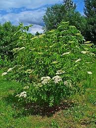 Image result for Sambucus canadensis