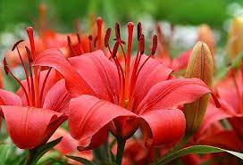 Take It From A Vet Lilies Are Toxic To Cats Catster Red Lily Flower Red Lily Easter Lily Care