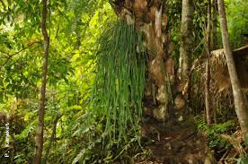 Image result for Gleichenia elongata