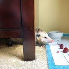 Sesame The Opossum Starfish On Instagram When You Re Playing Hideandseek And You Get Thirsty Sneaky S Opossum Awesome Possum Possum