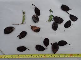 Image result for Tessmannia anomala