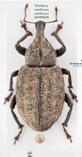 Image result for Plinthus