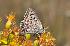 Image result for Hedbergia