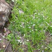 Image result for Cleome monophylla