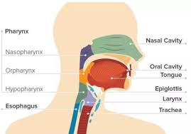Punca sakit tekak ialah bakteria. Kanser Tekak Punca Simptom Dan Rawatan The Diagnosa
