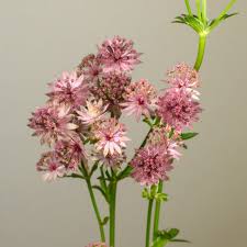 Image result for Astrantia major `Roma`