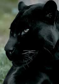 Maybe you would like to learn more about one of these? 15 Black Panther Ideen In 2021 Grosse Katzen Schwarzer Panther Katzen